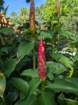 firegingerplant_small.jpg