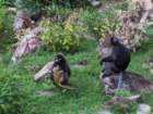 hangingoutinourfrontyard_small.jpg