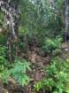 intothejungle_small.jpg