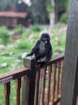 lookingforfoodonourdeck_small.jpg