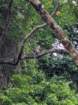 macaqueinthetree_small.jpg