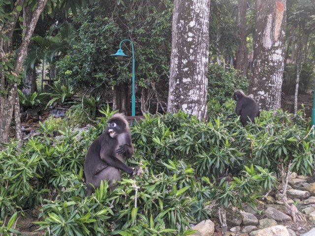 moredustymonkeyssnackingonleaves.jpg