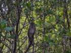 moremacaques_small.jpg