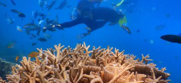 Siquijor Snorkeling