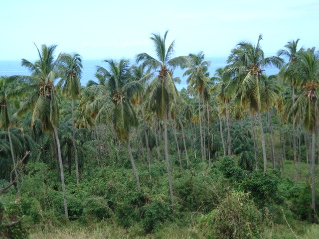 cruise502.jpg