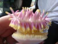 cruise568_small.jpg