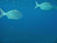img_3388_small.jpg