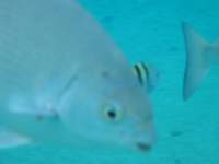 cozumel032_small.jpg