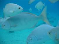 cozumel033_small.jpg