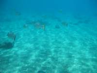cozumel037_small.jpg