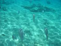 cozumel044_small.jpg