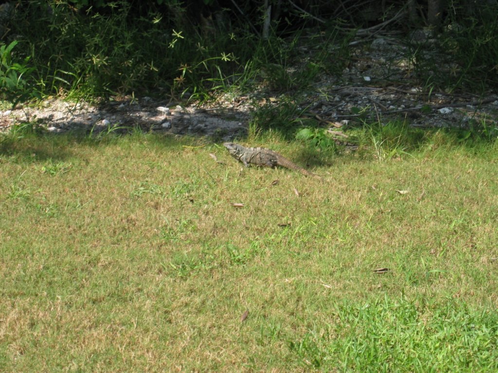 cozumel154.jpg