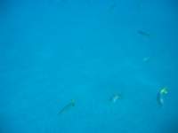 img_3271_small.jpg