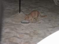 kitty1_small.jpg