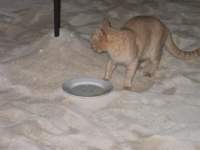 kitty2_small.jpg