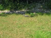 sameiguana_small.jpg