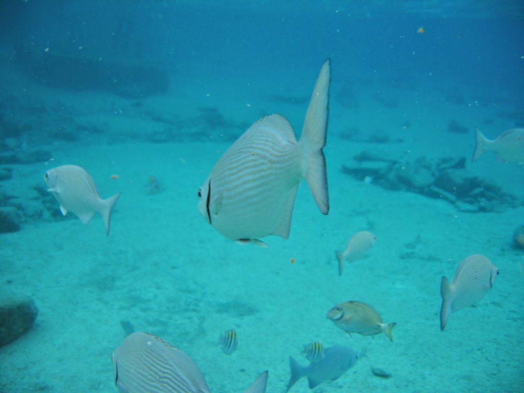 snorkling10.jpg