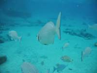 snorkling10_small.jpg