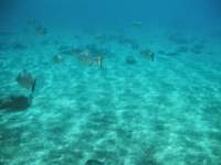 snorkling11_small.jpg