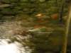 dscn3083_small.jpg