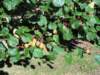dscn3091_small.jpg