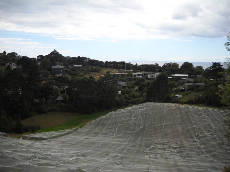 waihekemirovineyards.jpg