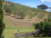 waihekeolivegrove_small.jpg