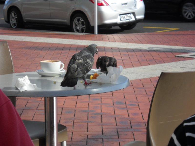 waihekeoliveoiltastine2.jpg