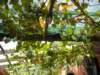 waihekestoneyridgewinery11_small.jpg