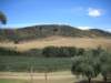 waihekestoneyridgewinery3_small.jpg