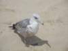 dsc00430_small.jpg