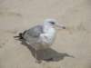 dsc00431_small.jpg