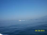_0445_small.jpg