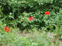 dsc01072_small.jpg