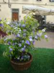 dsc01177_small.jpg