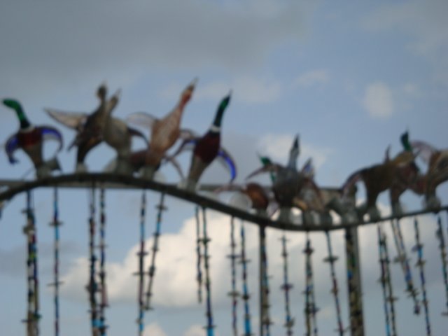 dsc01537.jpg