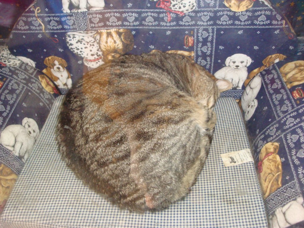 dsc01558.jpg